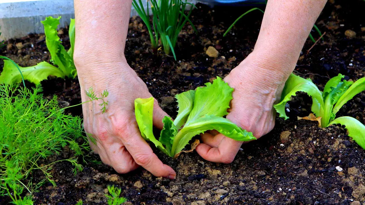 Planting With Compost A Sustainable Gardening Approach