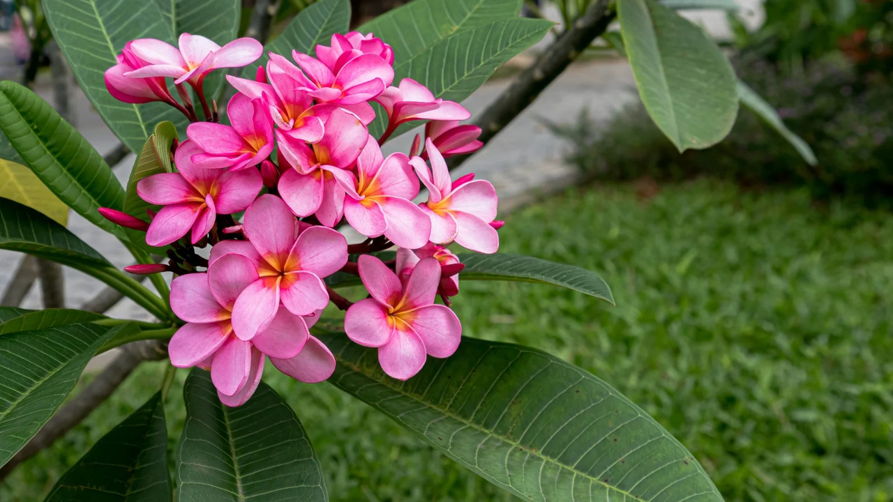 Plumeria Stem Rot Is Destroying Your Garden