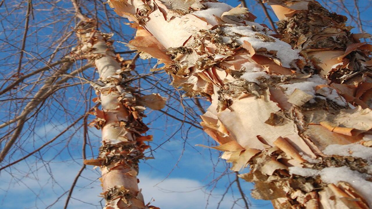 Positive Aspects Of River Birch Trees