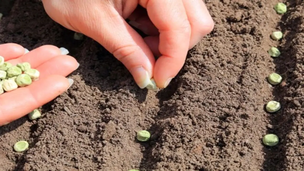 Press The Seeds Slightly Into The Soil