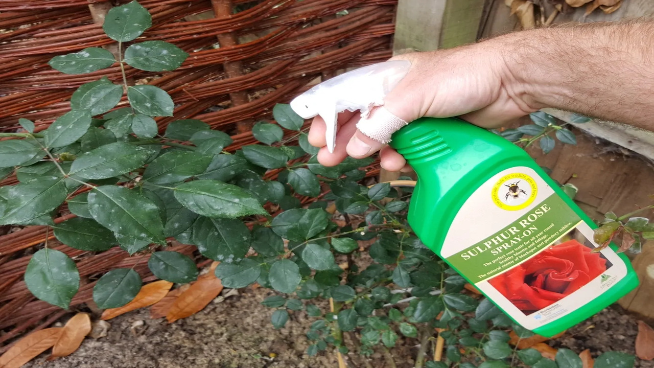 Preventing Black Stem Fungus On Roses