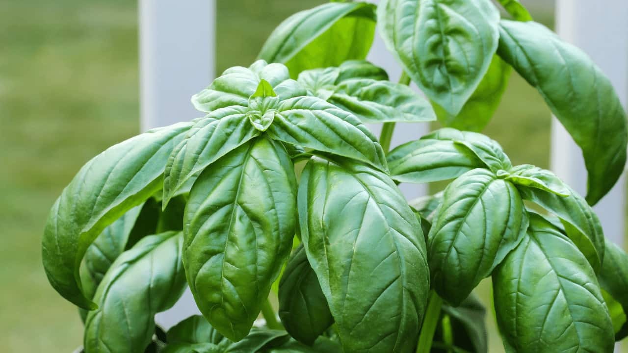 Preventive Measures For Basil Leaf Curl