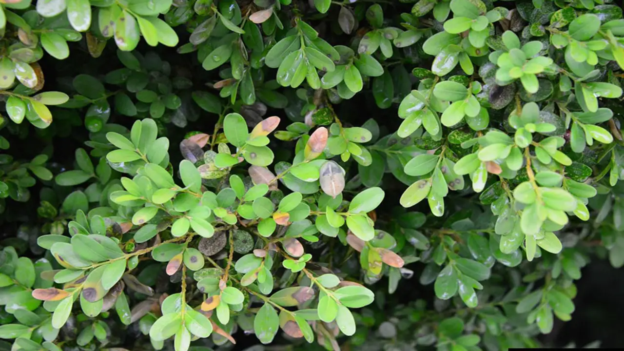 Preventive Measures For Healthy Boxwood
