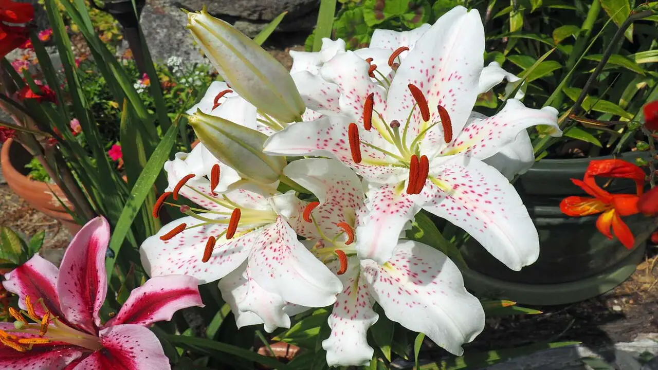 Propagation Methods For Blue And White Lilies