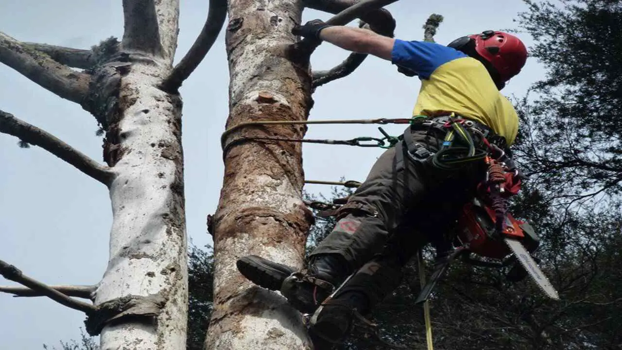 Proper Care And Maintenance Of Your Tree-Climbing Lanyard