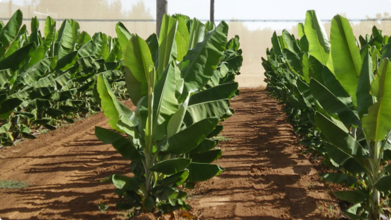Proper planting and spacing of Bananas Pickled Trees