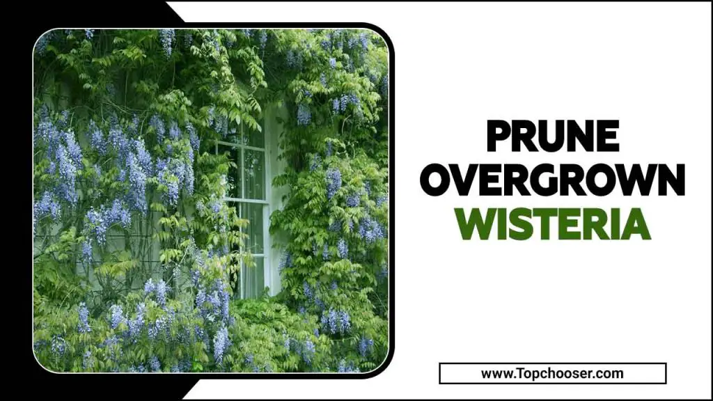 Prune Overgrown Wisteria