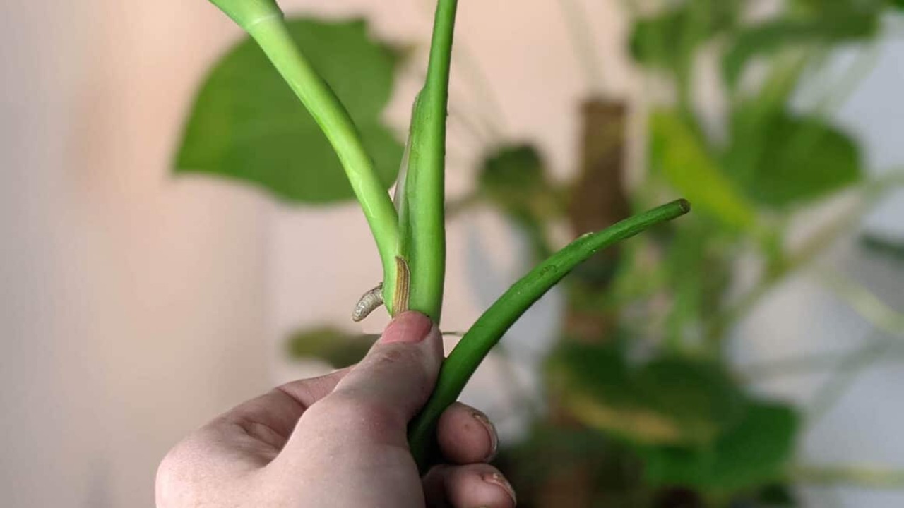 Pruning And Propagating Monstera Plants