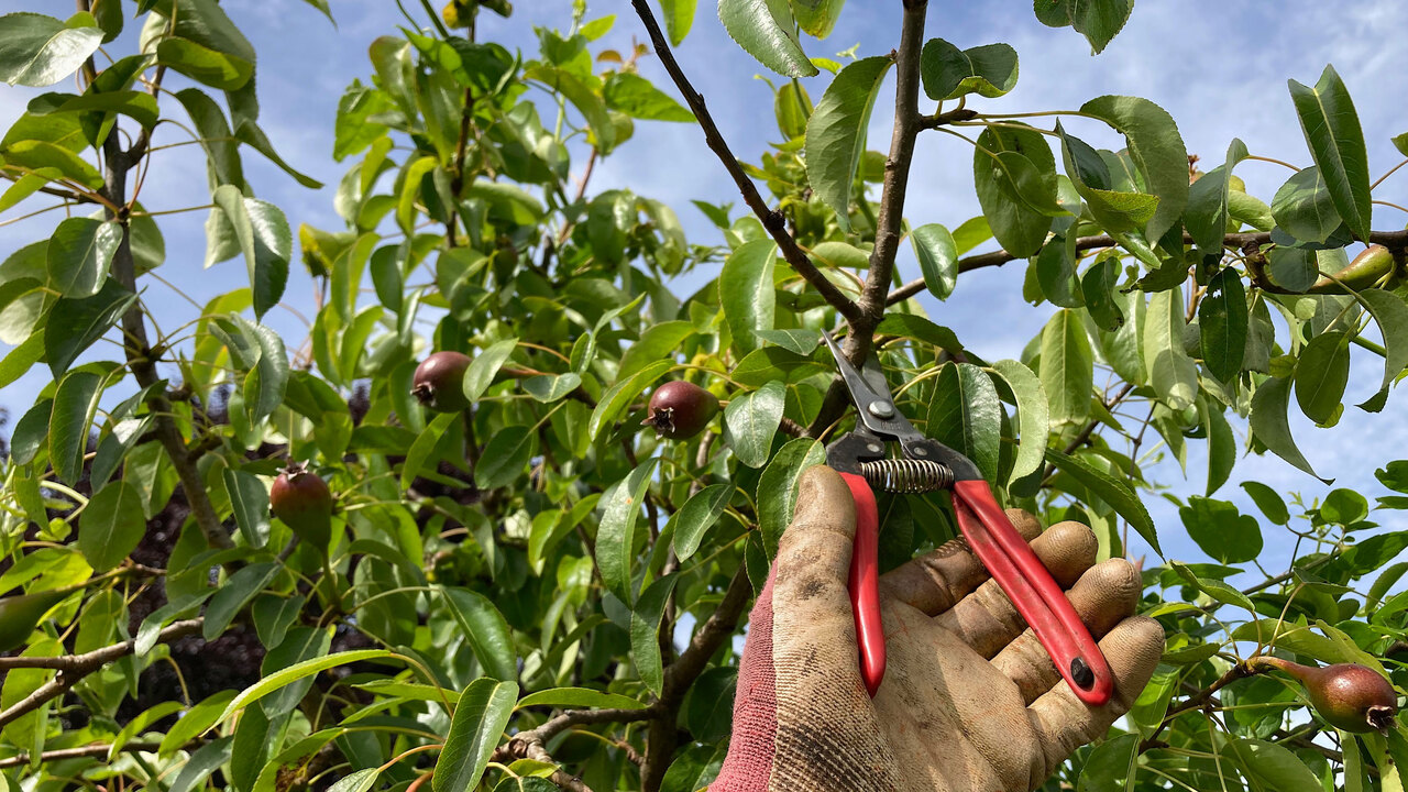 Pruning And Training Techniques For Optimal Fruit Production