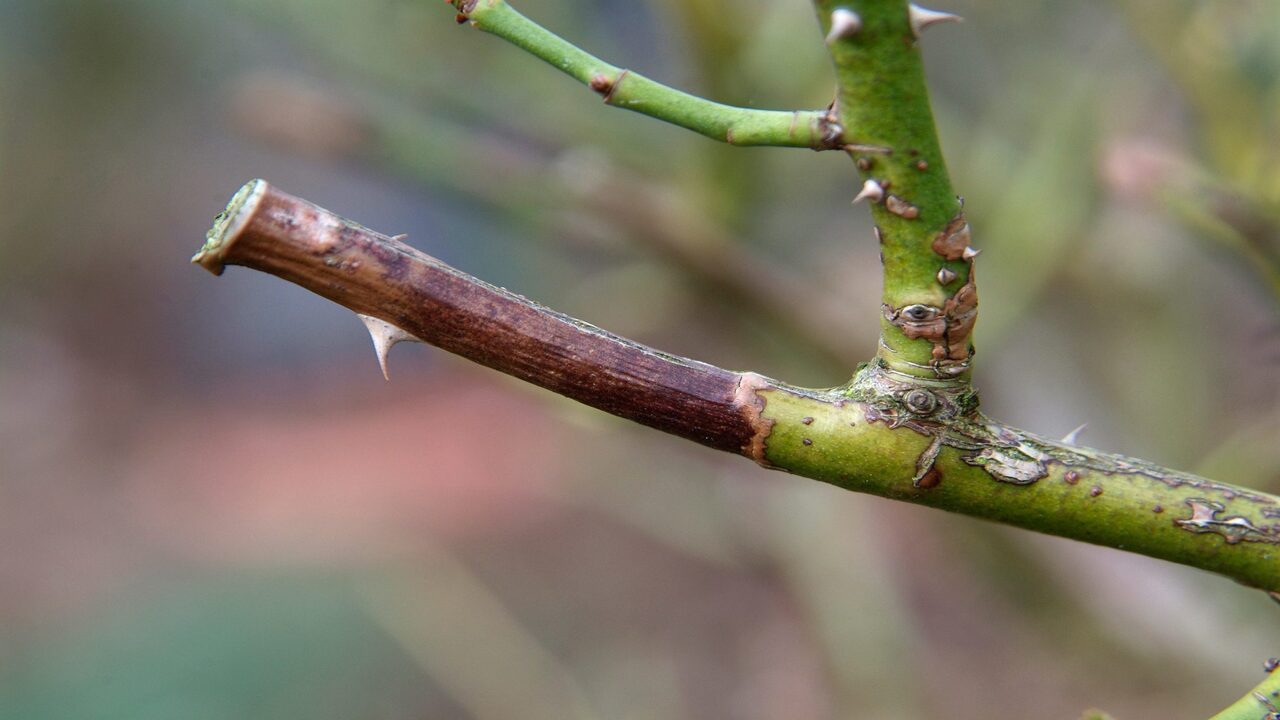 Pruning Practices To Prevent Black Stem Fungus