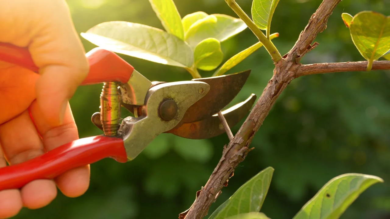 Pruning Techniques For Healthy Growth