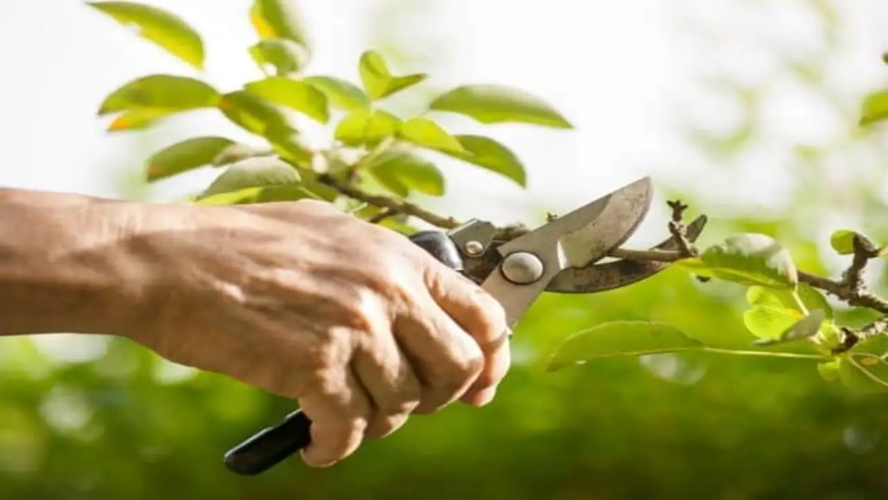 Pruning Techniques To Encourage Healthy Growth