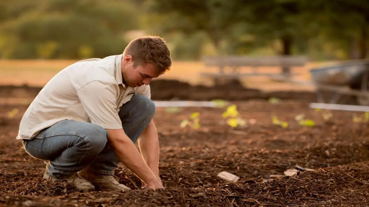 Purchase Compost In Bulk For Nutrient-Rich Soil Amendments