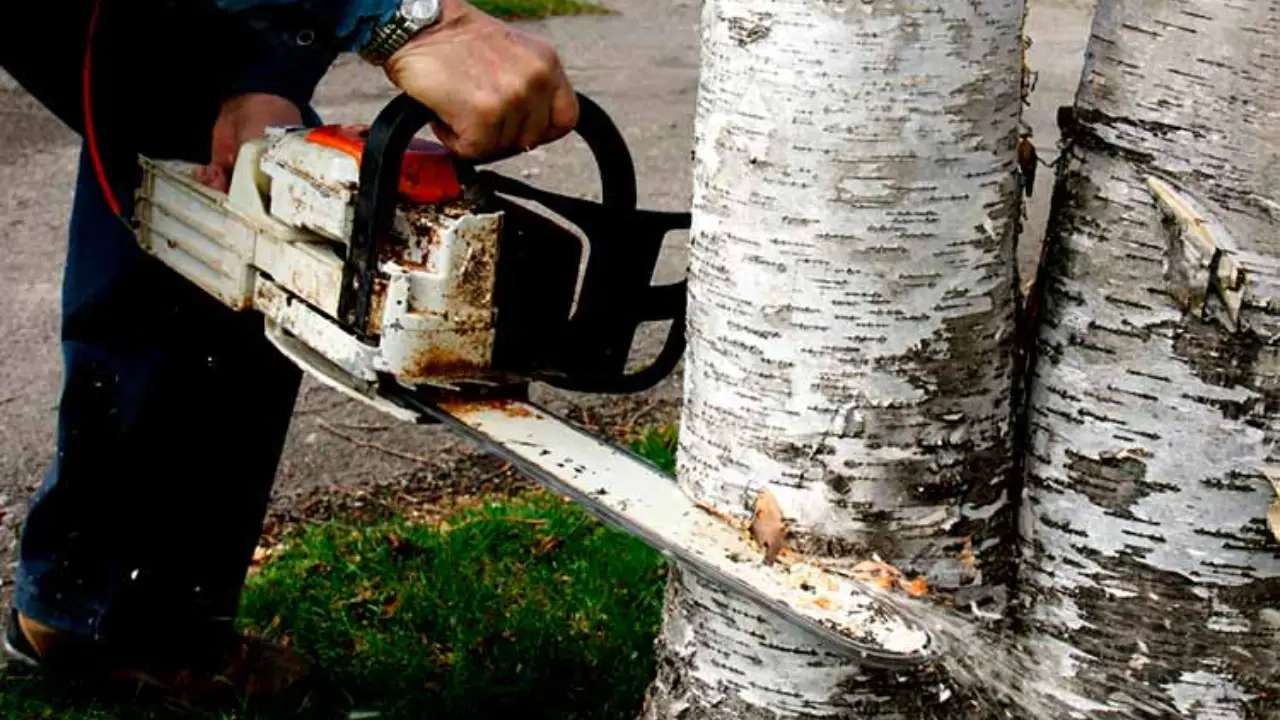 Reasons For Cutting Back Birch Trees