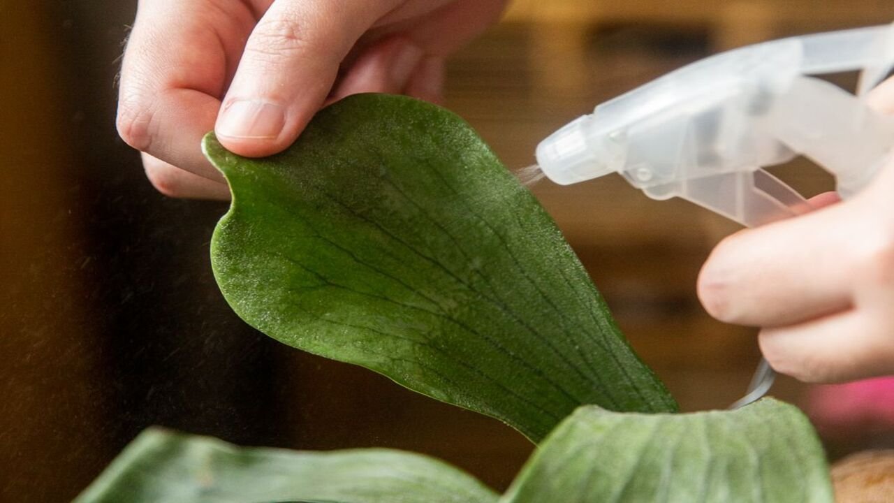 How To Fix Monstera Scale - Quick-Fix Solutions