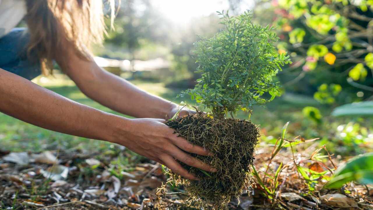 Removing The Plant