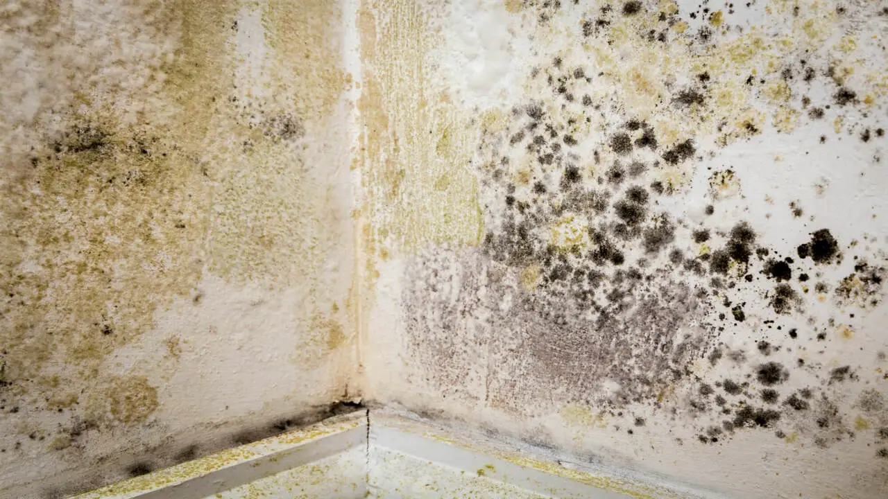 Safety Precautions Before Removing Black Mould
