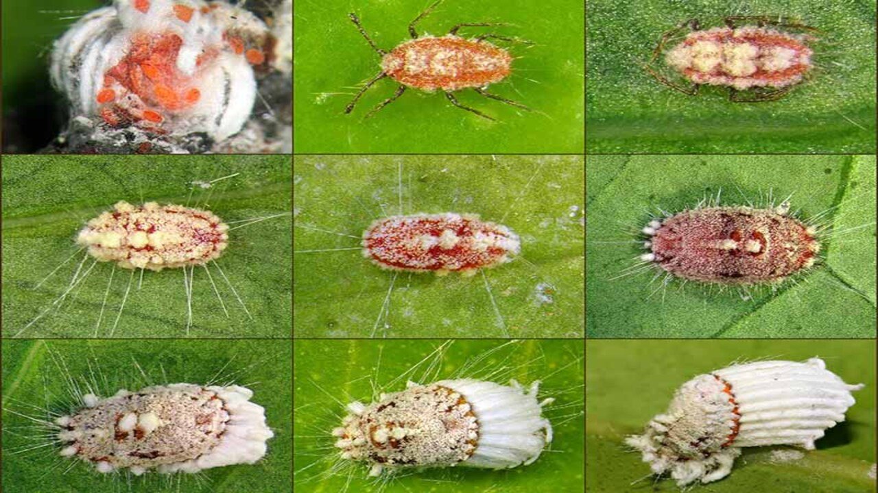 How To Fix Monstera Scale - Quick-Fix Solutions