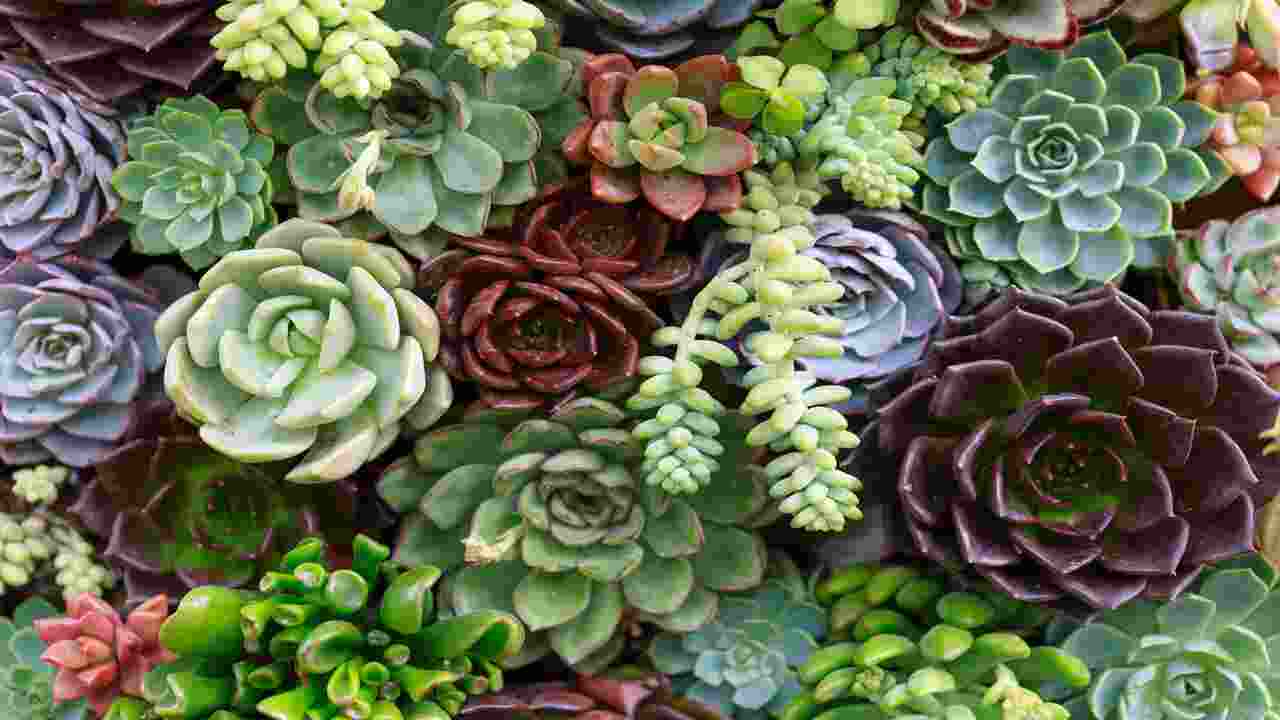 Select Succulents That Will Grow Well In Your Climate