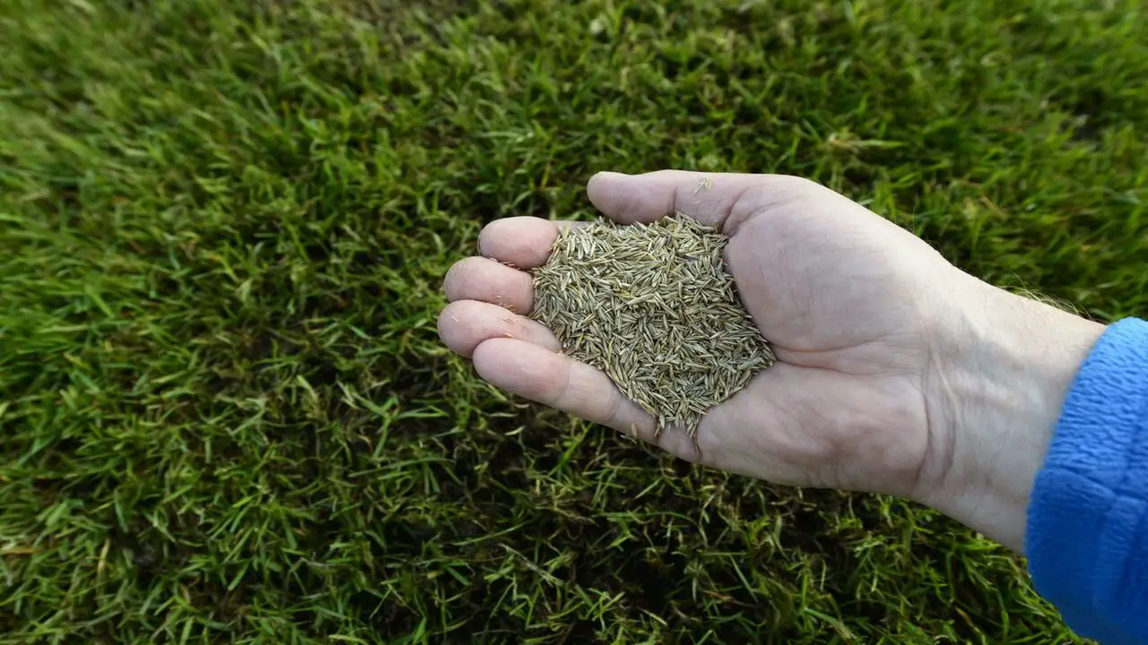Select The Appropriate Type Of Grass Seed
