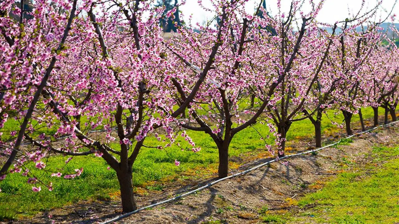 Selecting The Ideal Tiny Peaches For Your Garden