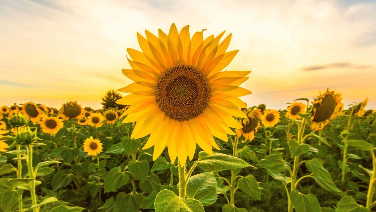 Selecting The Right Sunflower Variety