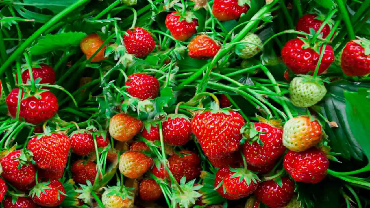 Selection Of Healthy Strawberry Runners