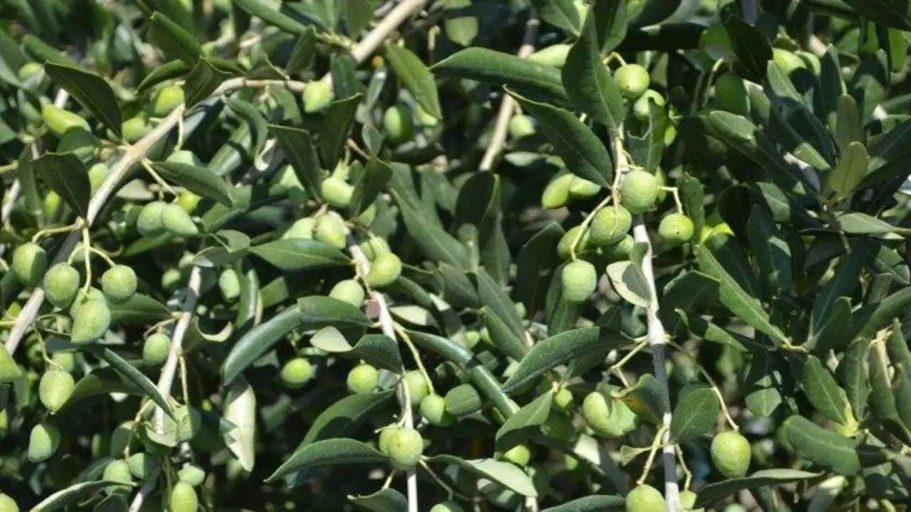 Signs Of Nutrient Deficiencies In Olive Trees
