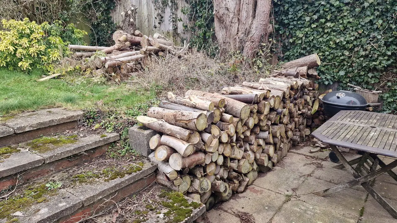 Split Trunks Using Logs