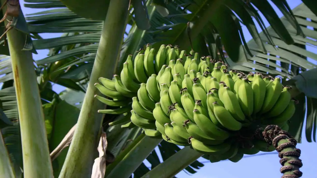 Step-By-Step Guide To Planting Pickled Bananas Tree