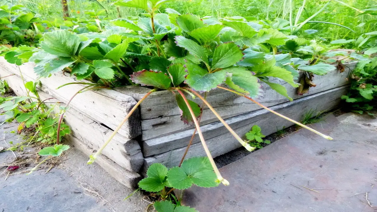 Root Strawberry Runners In Water Creative Guide