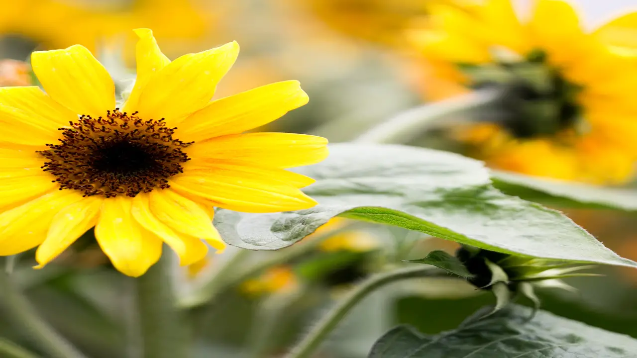 Steps To Plant The Smallest Sunflower