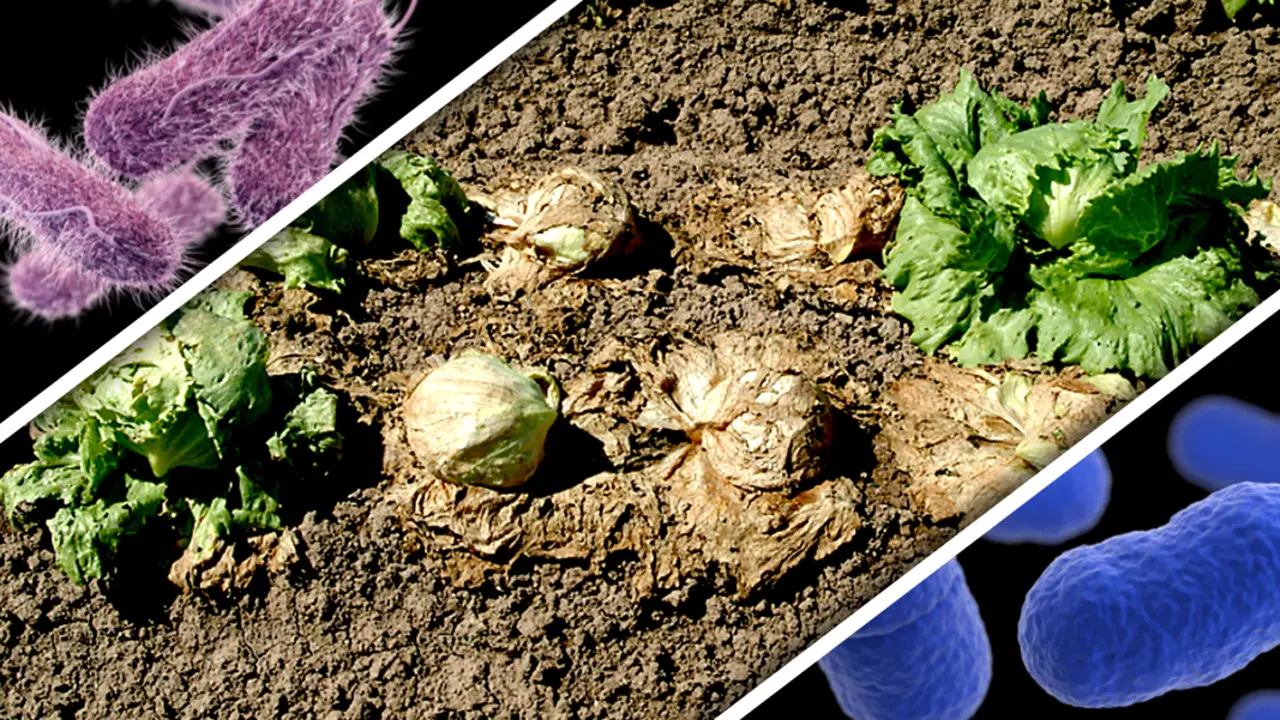 Suppressing Plant Diseases With Compost