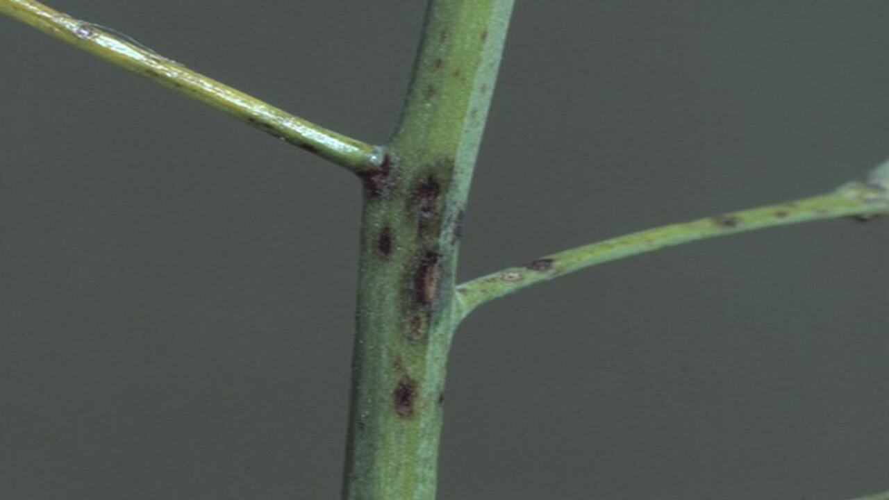 Symptoms Of Black Stems