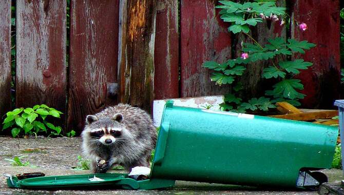 The Compost Attracts Unwanted Animals