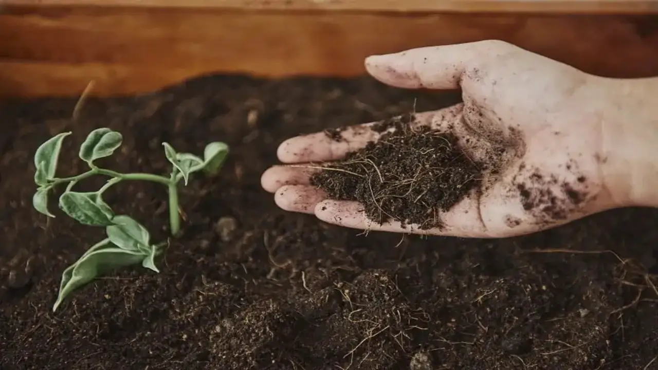 The Environmental And Economic Benefit Of Composting