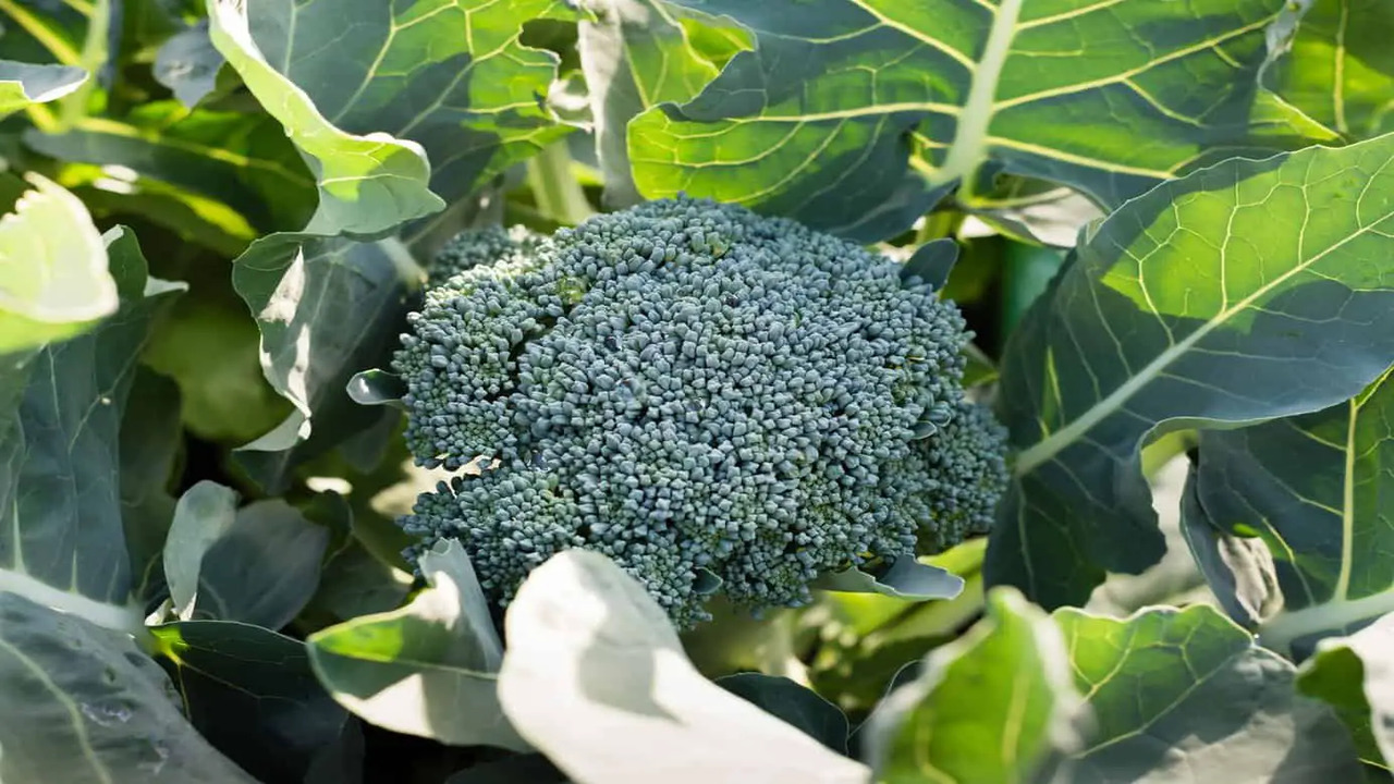 The Exact Reasons Behind Broccoli Turning Purple & How To Prevent It From Happening