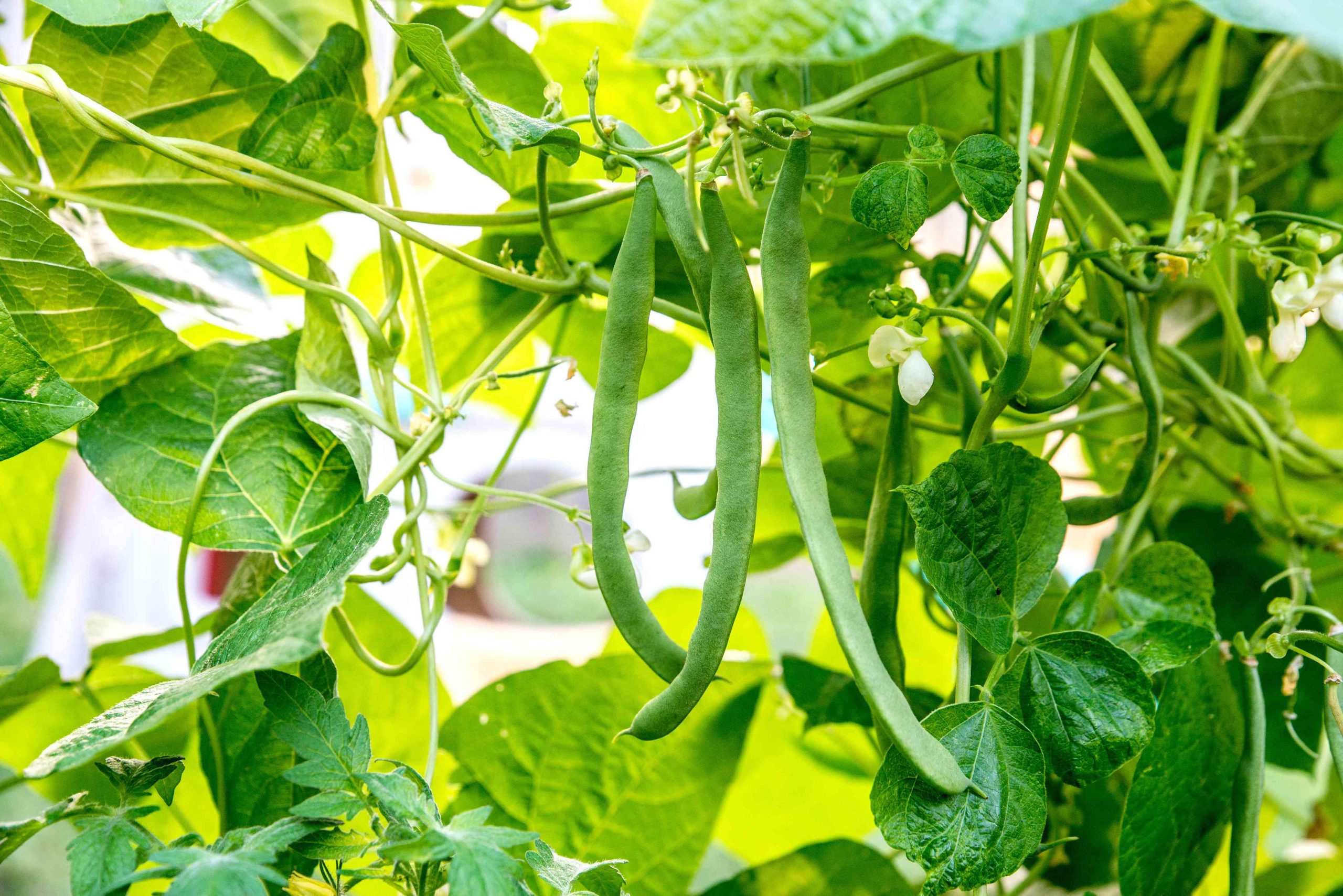 The Importance Of Proper Watering For Healthy Bean Plant Growth