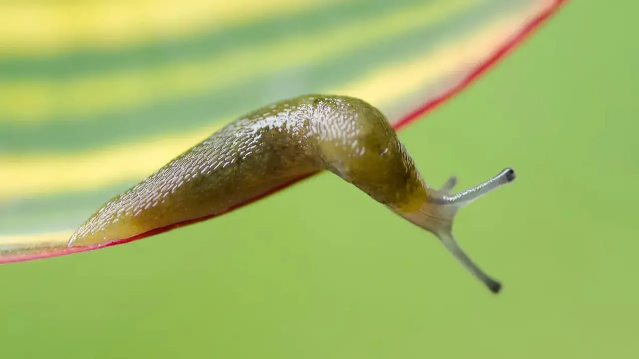 The Potential Environmental Impact Of Using Salt For Slug Control