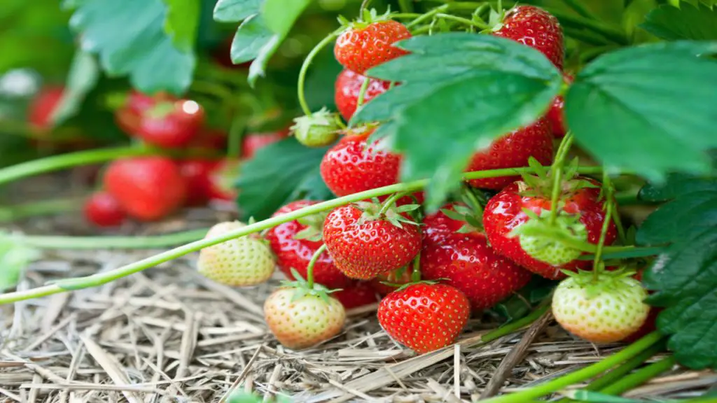 Can You Grow Strawberry Runners In Water