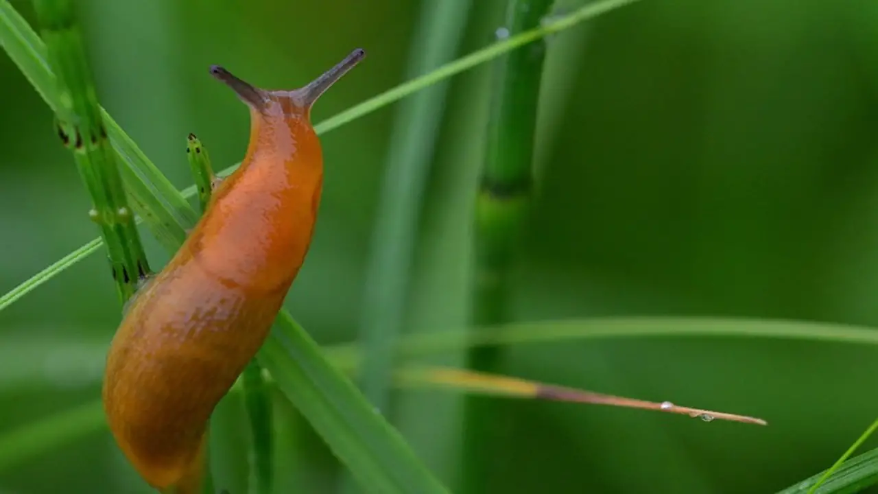 The Use Of Salt As A Method Of Slug Control