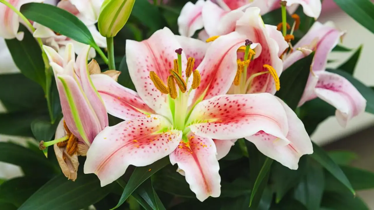 Things To Consider When Choosing Blue And White Lilies