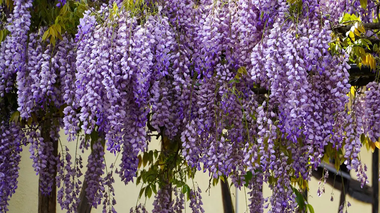Tips For Maintaining Healthy And Blooming Wisteria After Pruning