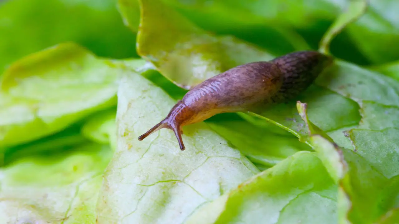 Tips For Preventing Slug Infestations In Your Garden
