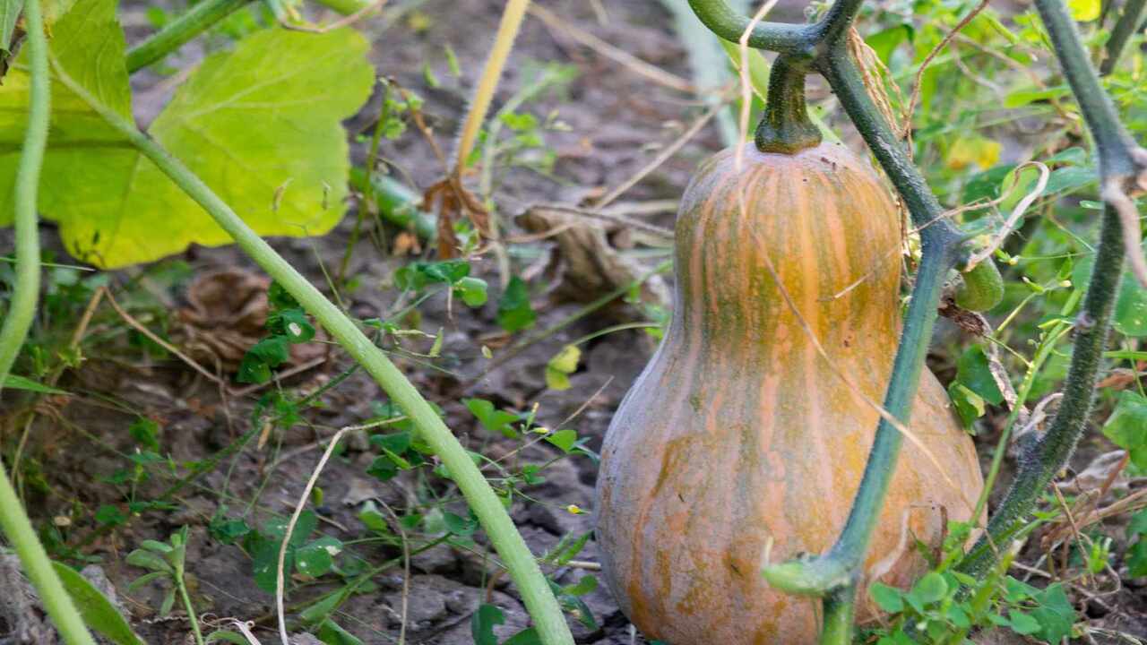 Tips For Ripening Butternut Squash Successfully