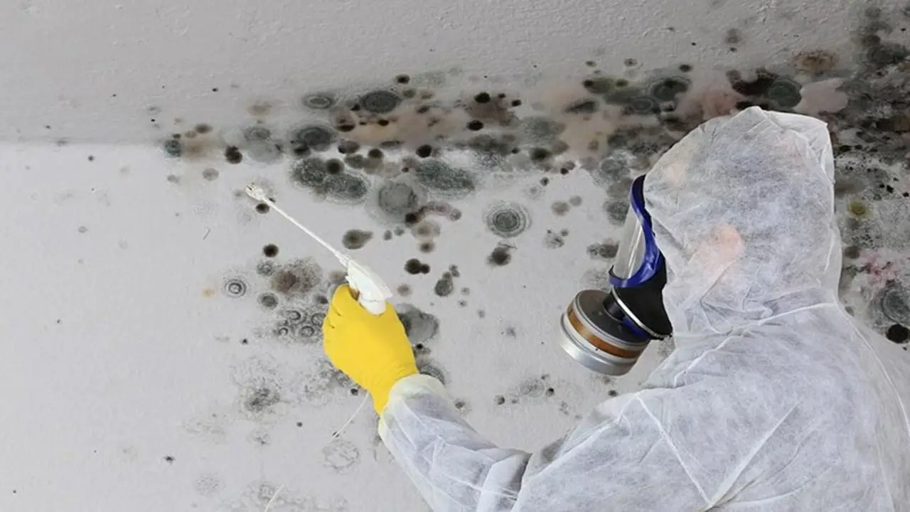 Tools And Materials Needed For Removing Black Mould