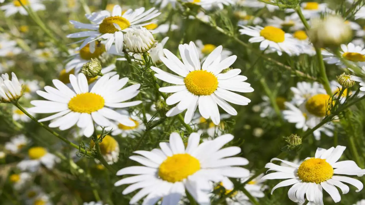 Traditional Uses And Folklore Of Chamomile