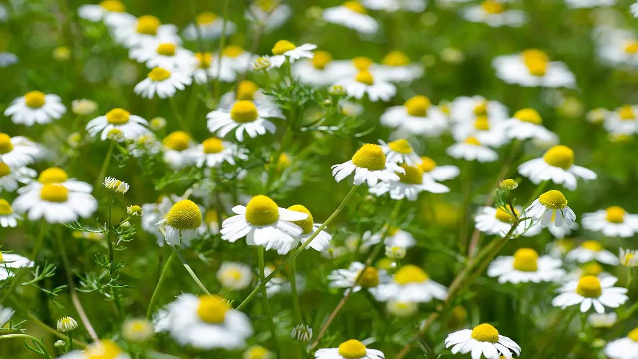 Traditional Uses And Folklore Of Feverfew