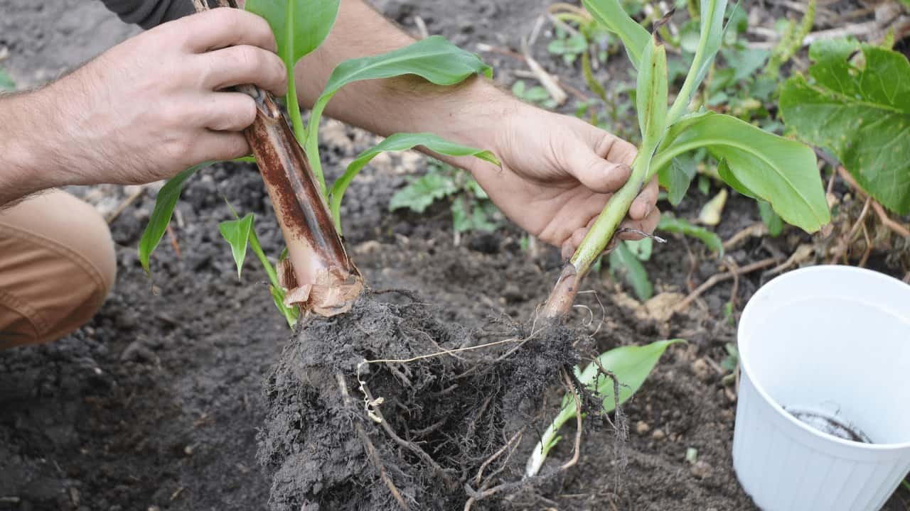 Transplanting Banana Plants Correctly