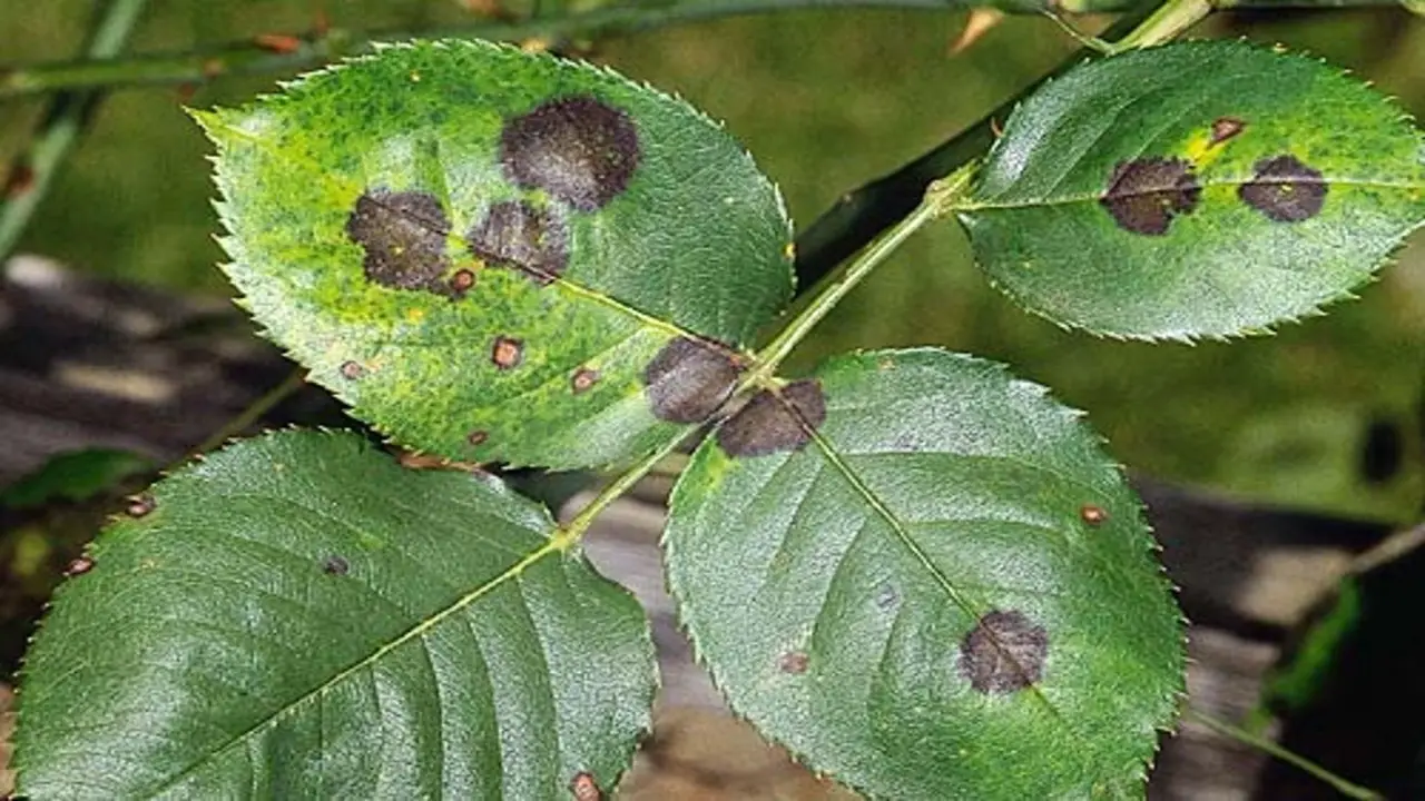 Treating Black Stem Fungus On Roses